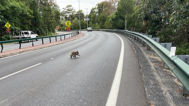 A koala crossing the Gold Coast Highway around Burleigh Heads National Park on October 21, 2020. Picture: Joy Marks