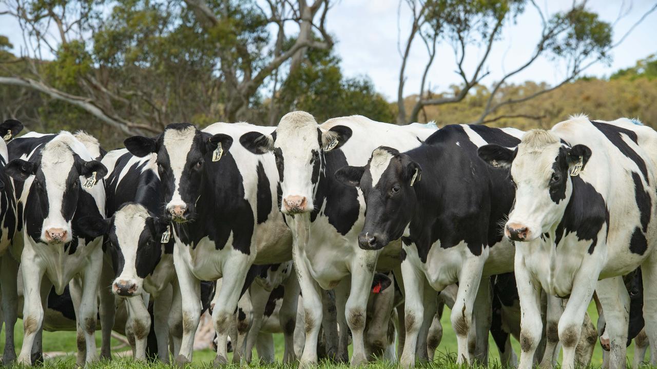 Domestic dairy returns to volume growth