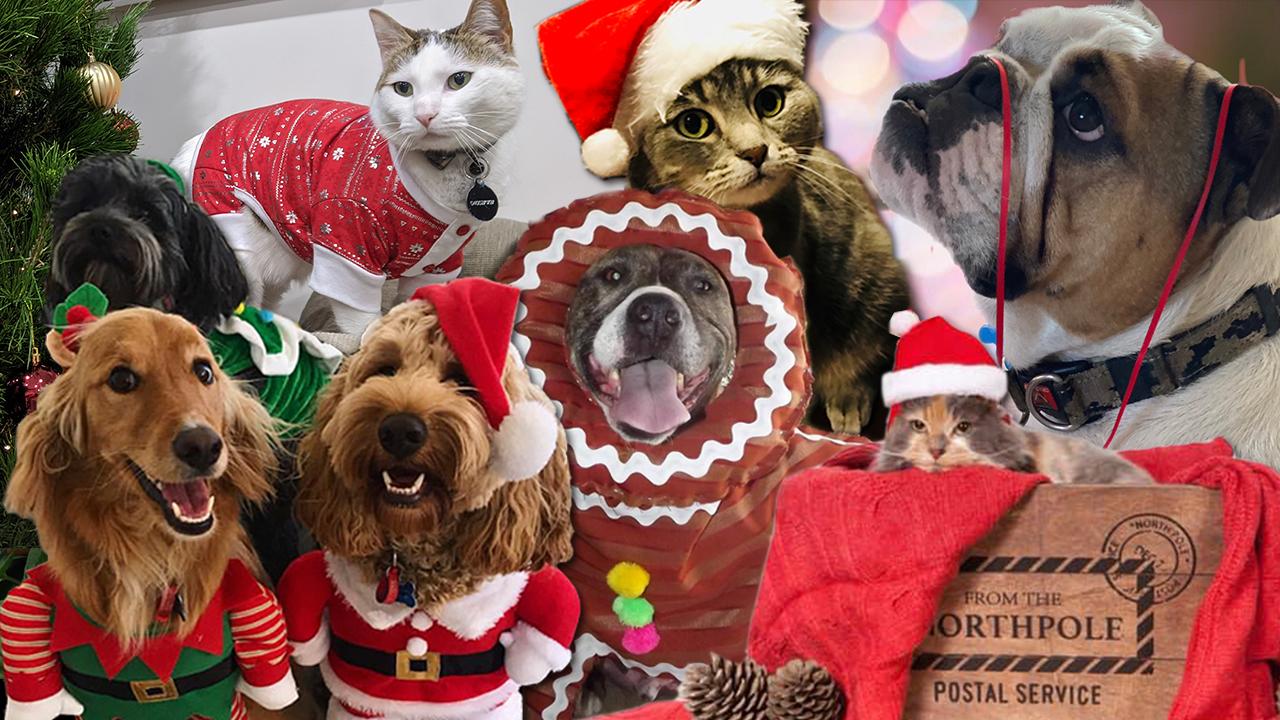 Melbourne’s cutest Christmas pets: Vote for your favourite in our pet ...