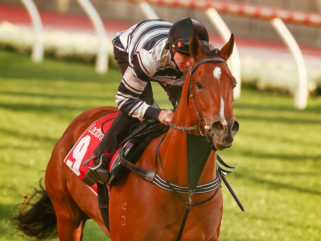 MELBOURNE , AUSTRALIA. October 24, 2023.  Moon Valley Breakfast with the Best track work .  Uncommon James ridden by Damian Lane  . Pic: Michael Klein