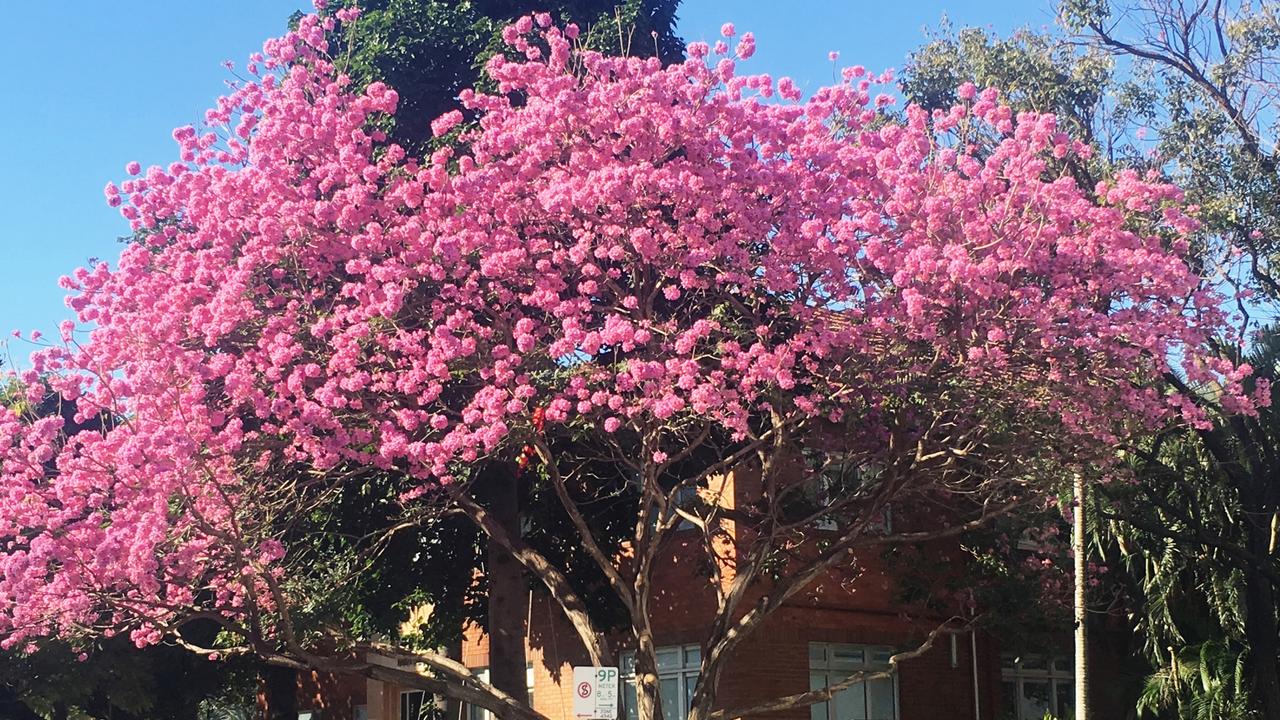 Pink Blooming Beauties For July Neil Fisher S Winter Pick The Courier Mail