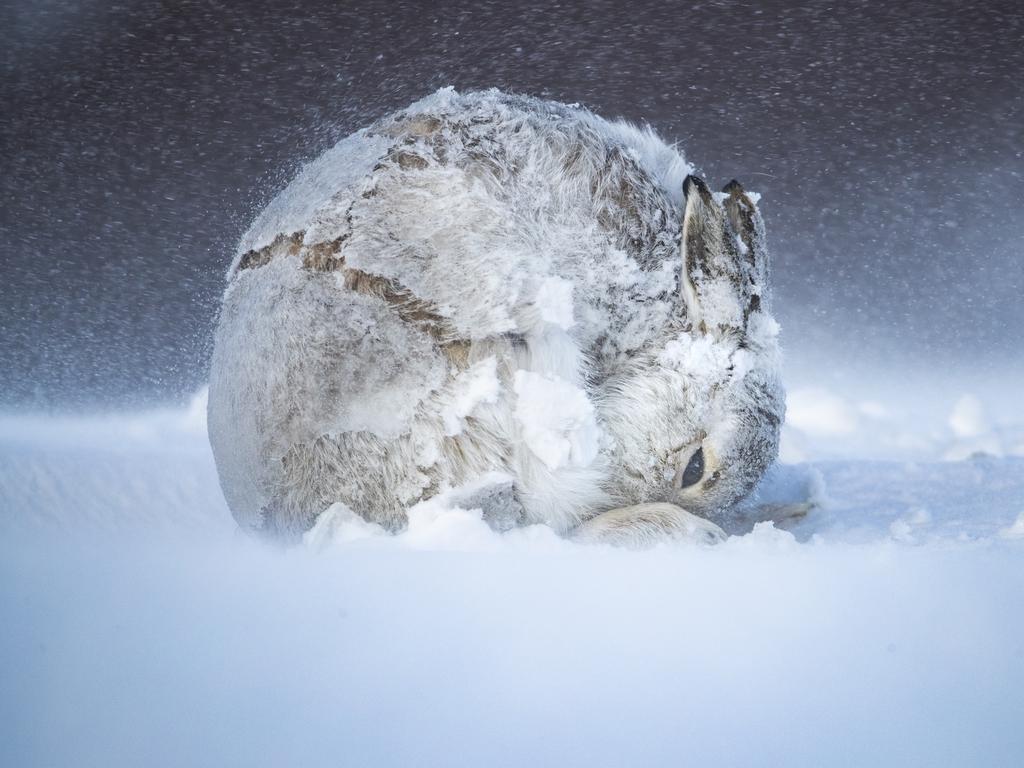 Mountain Hare Lepus timidus A confiding adult, high in the Cairngorms mountains, forms the shape of a ball as it grooms Cairngorms National Park, Scotland, UK