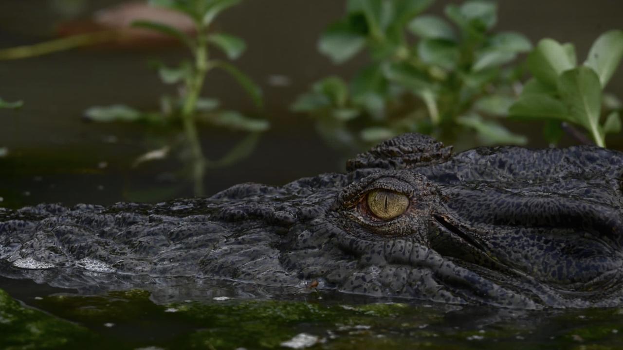 Saltwater croc Kakadu's Yellow River Billabong. Picture: (A)manda Parkinson