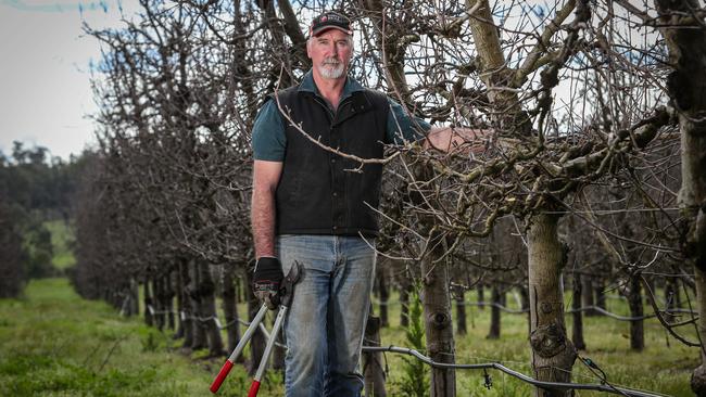 Quentin Dilley with his apple orchards growing Royal Gala apples at Upper Capel. Picture: Colin Murty