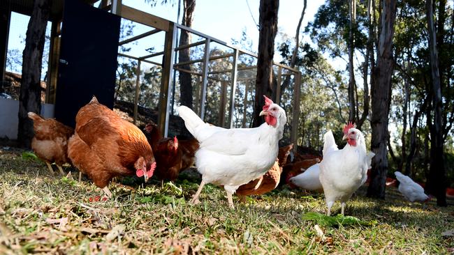 This fine flock provides most of the free range eggs for Sydney’s Castle Hill RSL. We salute Castle Hill RSL for their initiative.