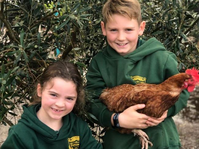 Chatham Primary School’s cherished chickens will finally get a new home.