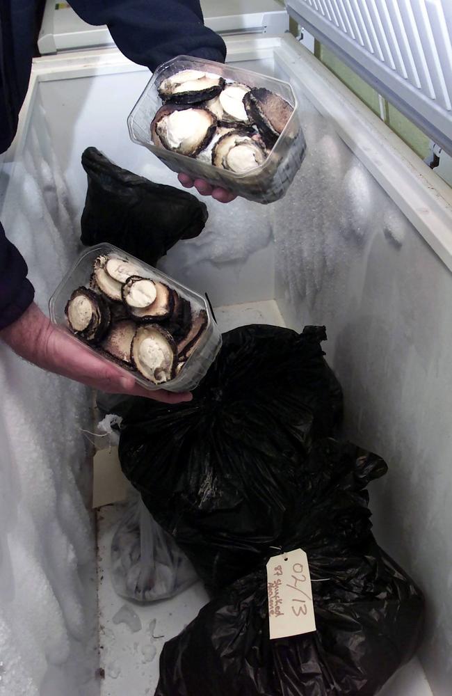 Illegal abalone confiscated by fisheries officers. Picture: Marc McCormack