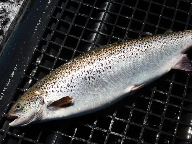 An Atlantic salmon.