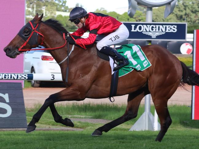 Taksu will appreciate a drop in distance and a wet track at Randwick on Saturday. Picture: Grant Guy