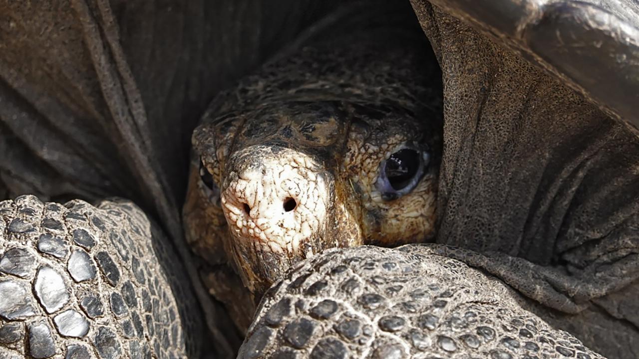 Tortoise feared extinct for a century found on remote Galapagos island