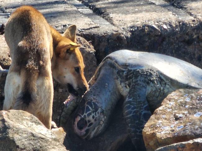 Distressing scenes after mass stranding of sea turtles