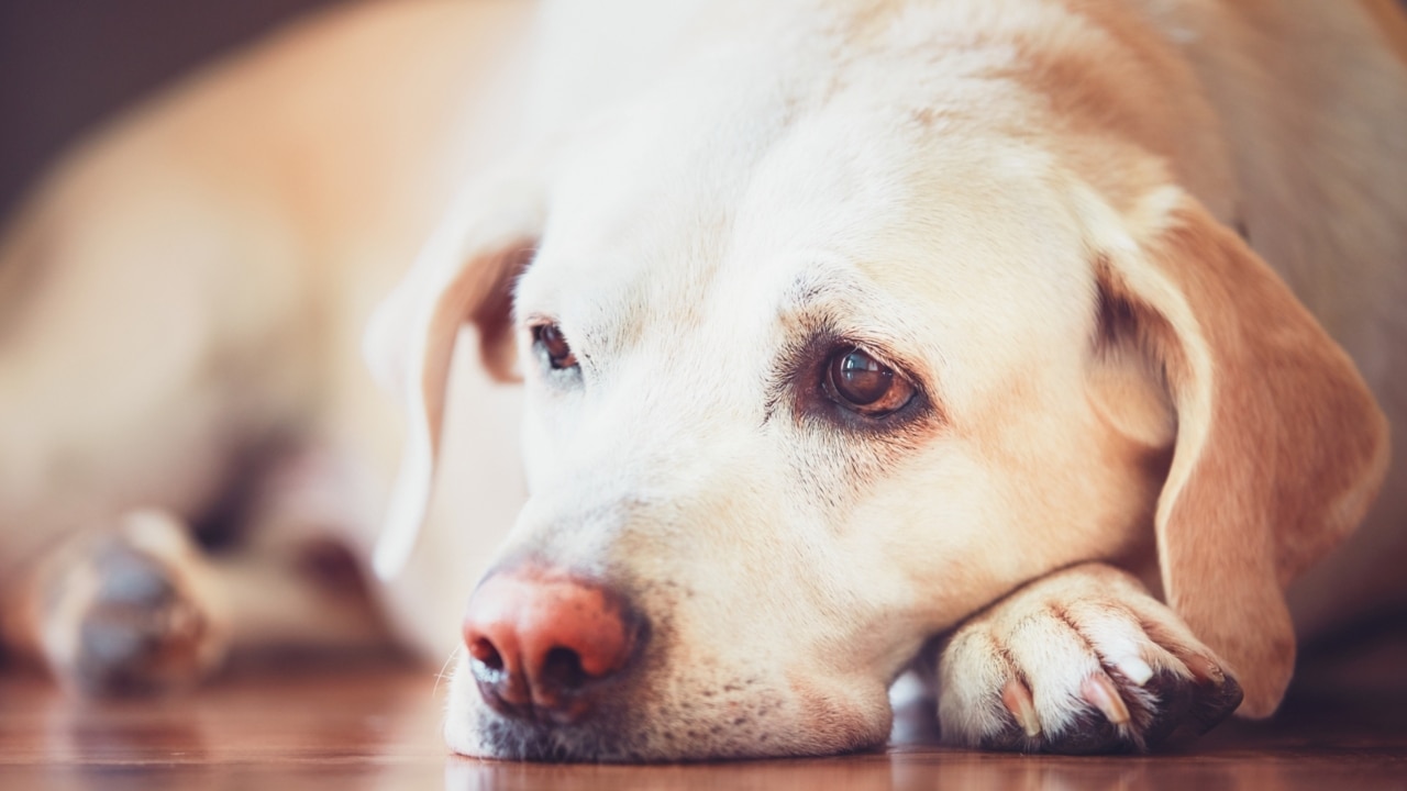 Therapy dogs helping frontline workers through COVID pressures