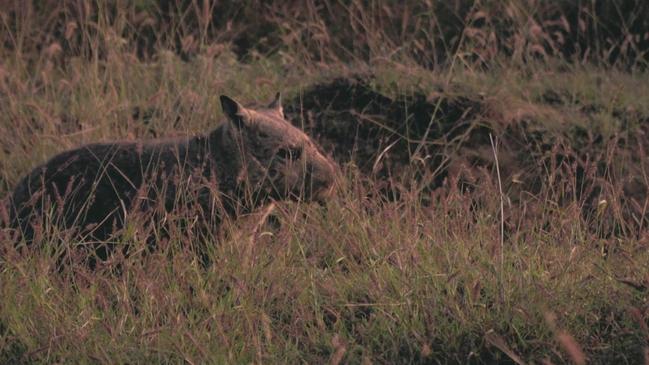 A colony of hairy-nosed wombats will be established at the Powrunna State Forest, north of St George.