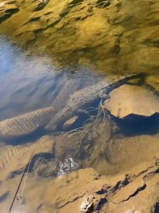 Viral footage shot at Bloomfield Falls shows a large crocodile chasing a fisherman.