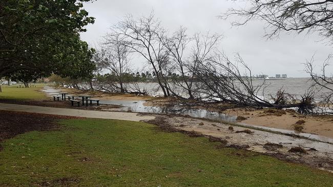 Christie Payne took this photo of trees knocked over at Pelican Park.