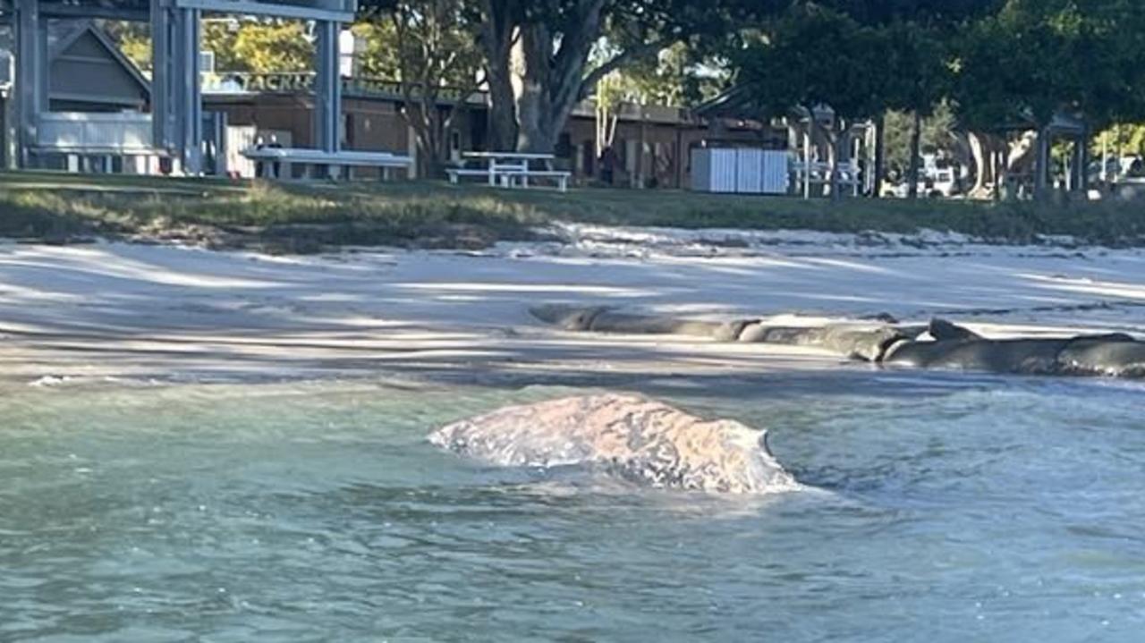 Humpback whale found dead on Bongaree Beach, Bribie Island | Gold Coast ...