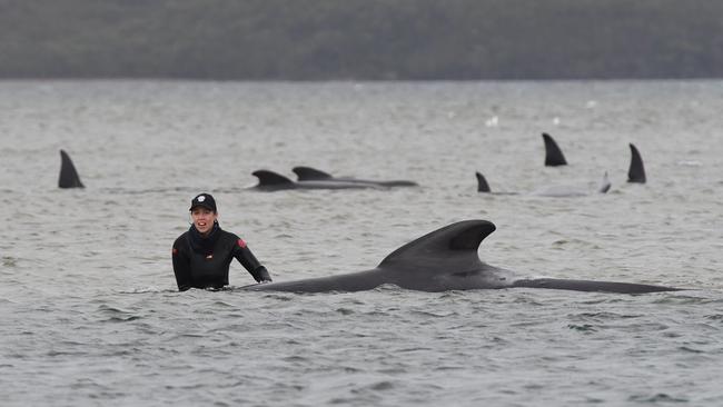 More than 200 pilot whales are stranded on a sandbank at Macquarie Harbour on the West Coast of Tasmania, with rescuers desperately trying to save the whales as more than 90 are feared dead. (Photo by Brodie Weeding/The Advocate - Pool/Getty Images)