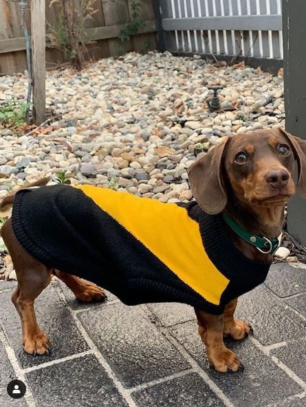 Wally dressed to impress. Picture: Instagram