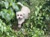 ‘Oh my god’: Missing dog found after five days in bushland