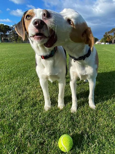 Tassie's Pawfect Pairs | Natalie Pearce: Mooey and Soda