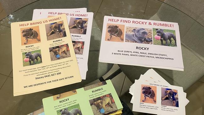 The missing dogs from Alice Springs are Rocky, a blue/grey male English Staffy with a white patch on his check, and Rumble, a young female brindle Bull-mastiff cross.