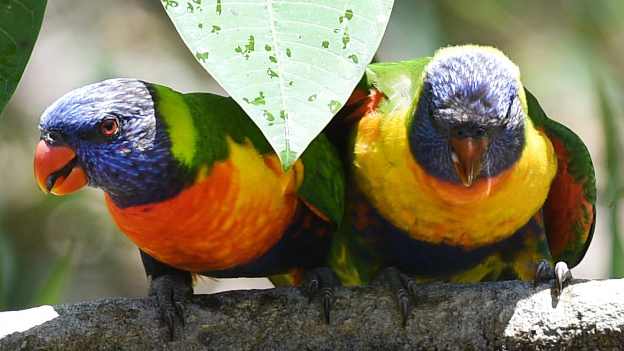 Lorikeet Paralysis Syndrome on the rise in Qld | The Courier Mail