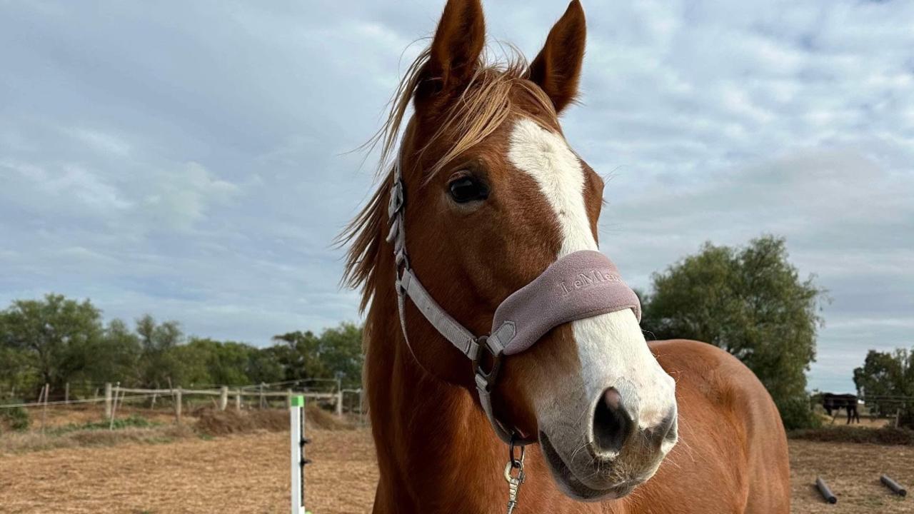 They killed Muffin: Horse dies following arrow attack