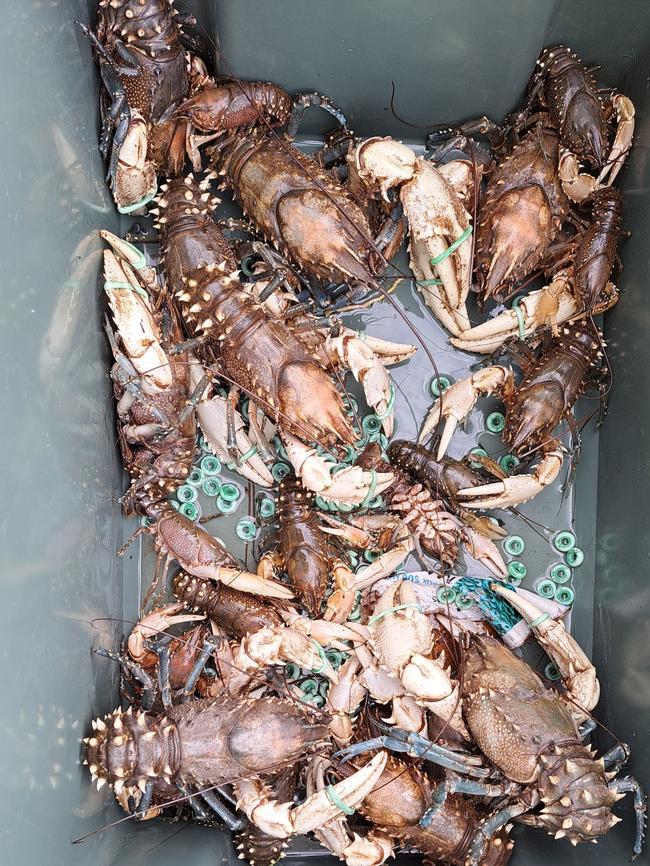 Crayfish rescued from the Murray River. Photo: Ozfish Unlimited