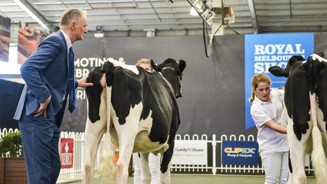 Judge John Gardiner presides over exhibits at the dairy show at the Melbourne Royal Show on September 27, 2018. Picture: Dannika Bonser