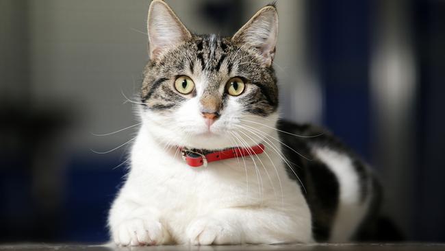 Lost cats in Moonee Valley are not getting reunited with their families as often as their canine counterparts. Picture: George Salpigtidis