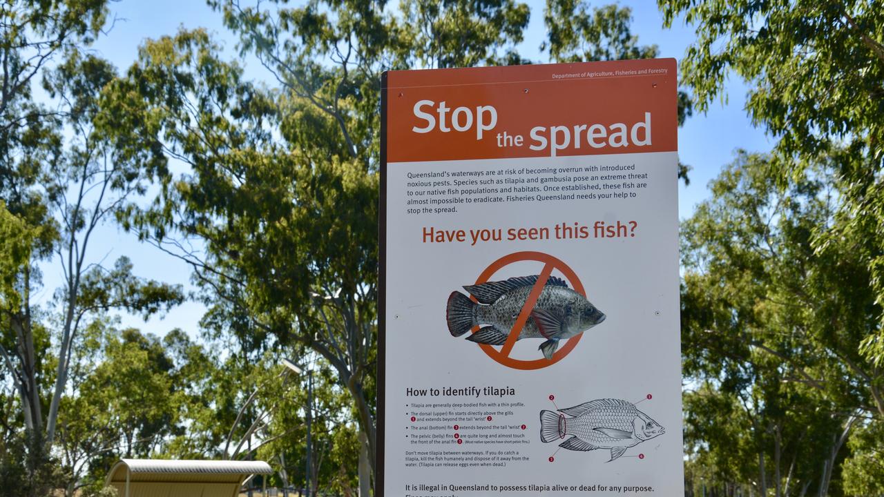 Tilapia are voracious predators that out compete native species and can survive in extreme conditions. The pest are ‘mouth brooders’ that carry their young in the mouth making them an even greater biosecurity risk if they were to be moved or released. Picture: Tara Miko