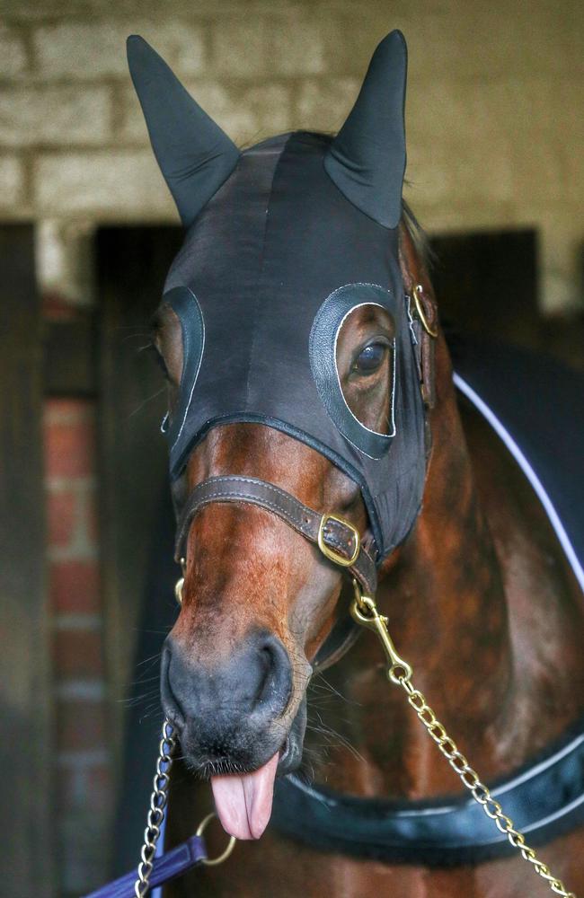 Nod and a Winx: The champion mare ahead of her Cox Plater record-breaker. Picture: Colleen Petch.