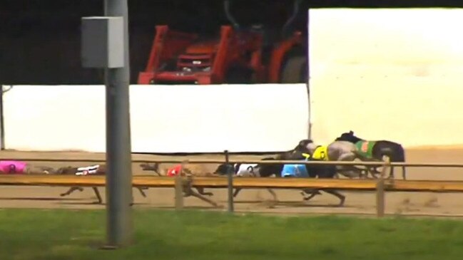 Rockhampton Greyhound Racing Club treasurer Dallas Beckett said the death of 23-month old Kashiwagi (far right in green) on October 2 was simply a freak accident.