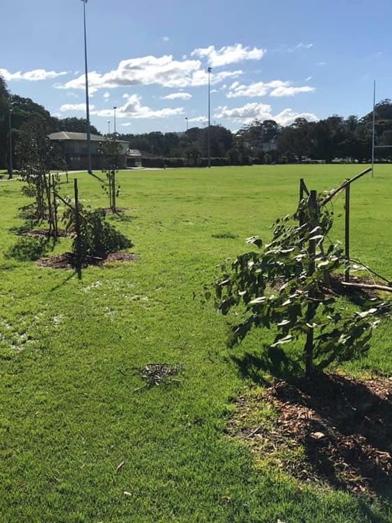 Northern Beaches Council has asked people to come forward if they know anything about the vandalism attack. Picture: Facebook