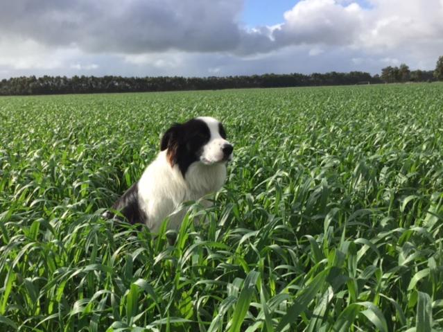 Crop dog: Clancy, the 18-month-old Border Collie, loves nothing more than to spend a sunny afternoon checking pastures and crops with his owner Matthew Carracher in Warrnambool.