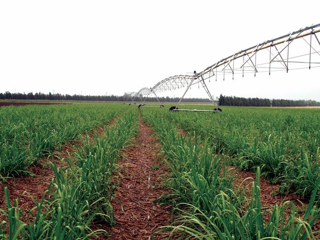 Regional Queensland’s sugar industry calls for sweeter deal