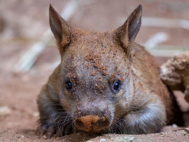 Adelaide Zoo's  baby girl Southern Hairy-nosed wombat is out on display  . Picture: Zoos SA / Adrian Mann