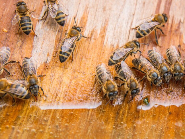 Canadian miners are swarming to the ASX like bees to honey. Picture: kostik2photo/iStock via Getty Images