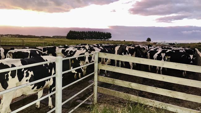 Cows have been gathered, ready for milking. Picture: Jack Colantuono.