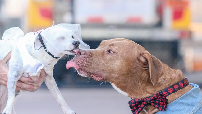 Mastiff Ollie Holly Woo meets fiancee Peggy Peggy Woo Button Face ahead of their wedding at Darwin Ski Club. Picture: Glenn Campbell