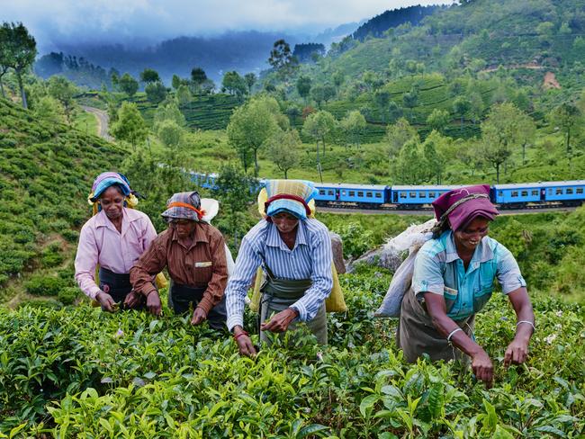 Sri Lanka, Ceylon, Central Province, Haputale, tea plantation in the Highlands, Tamil women tea picker picking tea leaves, train Haputale to Ella