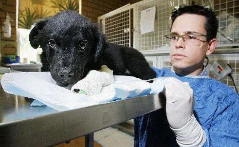 Dr Andrew Hemming with puppy Bear, who was at Silkstone Veterinary Hospital with parvo virus. Picture: Claudia Baxter