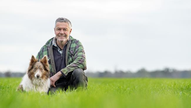 Greg Watters among his wheat with Darcy the Border Collie. Picture: Zoe Phillips