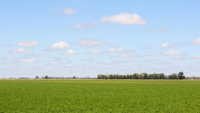 A rice crop in the Riverina. Picture: Emma Jane Industry