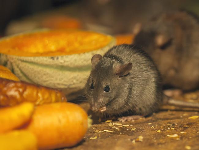 Rats eating in messy kitchen. iStock .