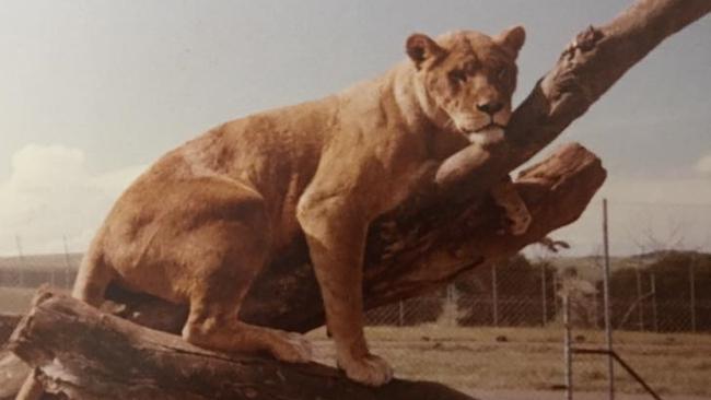 Lions roamed free at the Bacchus Marsh Lion Safari. Picture: Darcy Prendergast