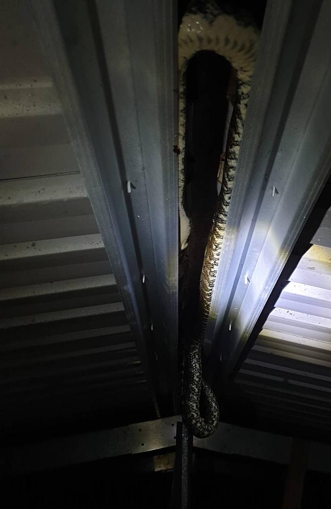 A massive python in a shed roof. Source: Steven Brown from Brisbane North Snake Catchers and Relocation