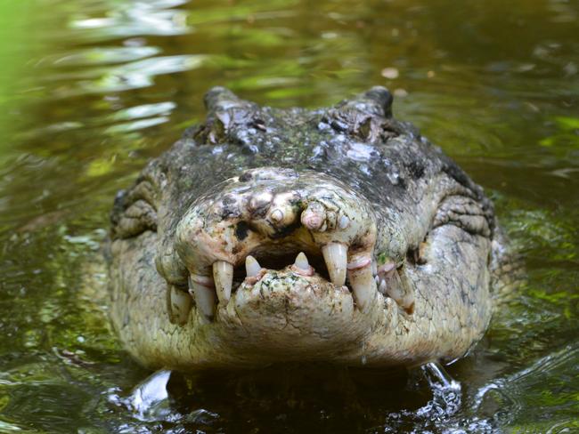 A salt water crocodile, also called a saltie or estuarine crocodile, shows its teeth in Queensland, Australia. Picture: iStock.