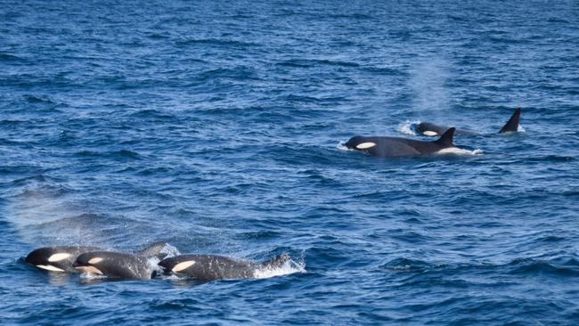 Type C killer whales are characterised by their narrow-angled eye patch, prominent dorsal cape and overall smaller size compared to all other killer whale ecotypes. Picture: Wildlife Coast Cruises.