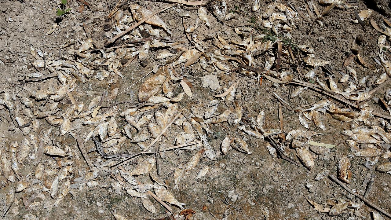 Dead perch fish lay scattered on the banks of the Darling River near Menindee after a blue green algal bloom robbed the water of oxygen and killed thousands of fish. Picture: Toby Zerna